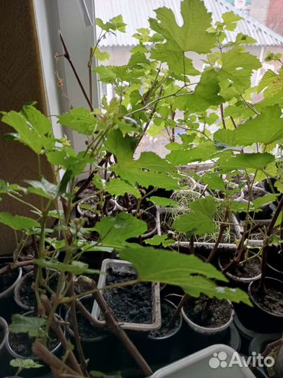 Саженцы винограда