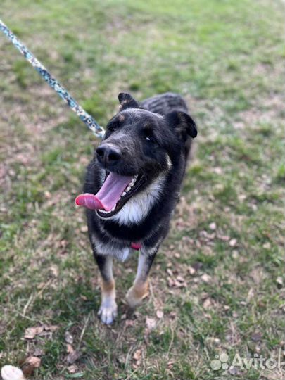 Собака в добрые руки отдам бесплатно