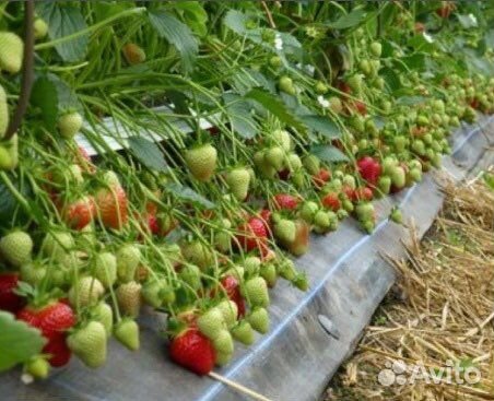 Саженцы клубники