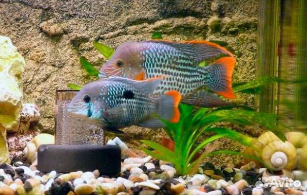 Рыбки аквариумные оптом и в розницу