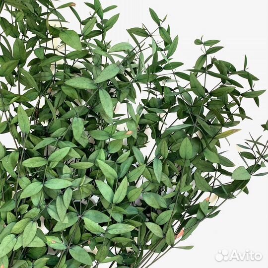 Эвкалипт стабилизированный