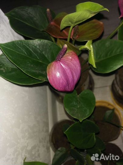 Грунт для антуриума, на 3л