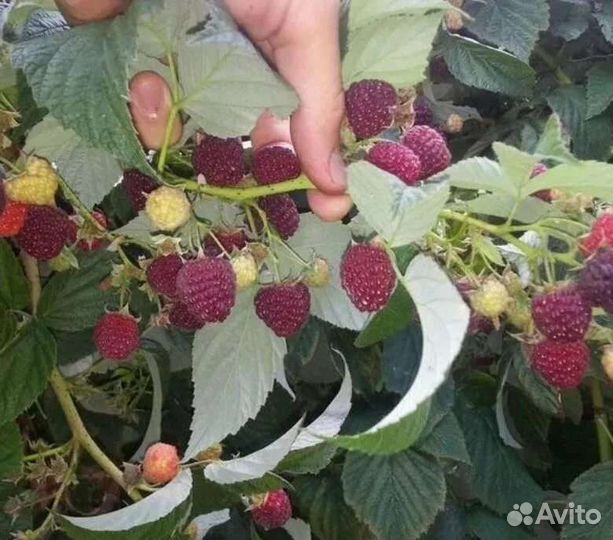 Малина таганка