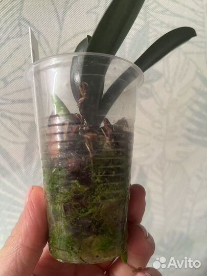 Орхидея фаленопсис Little Gem Stripes