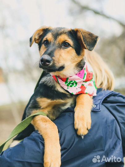 Щенок в добрые руки бесплатно, заберите Флору
