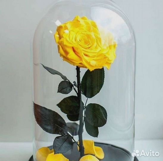 Роза в колбе. С гарантией
