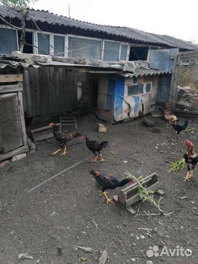 Бойцовые петушки