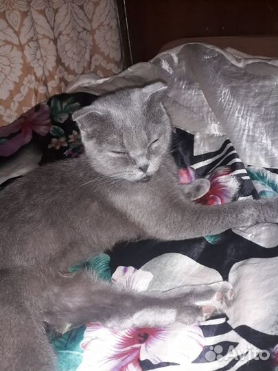 Кошки в добрые руки