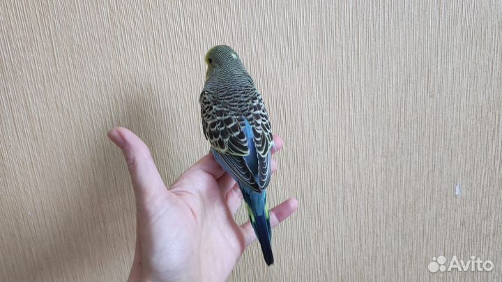 Выставочный волнистый попугай, птенчик мальчик