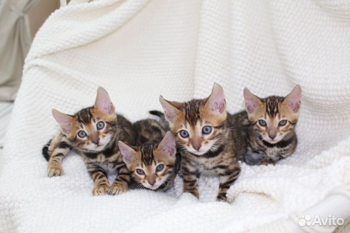 Бенгальские котята