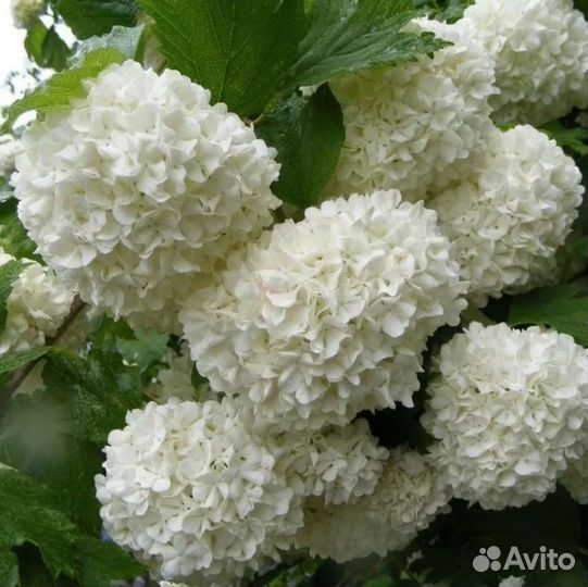 Дерен белый, калина бульденеж, спирея грефшейм