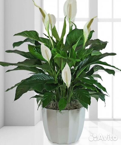 Спатифиллум-женское счастье, Денежное дерево