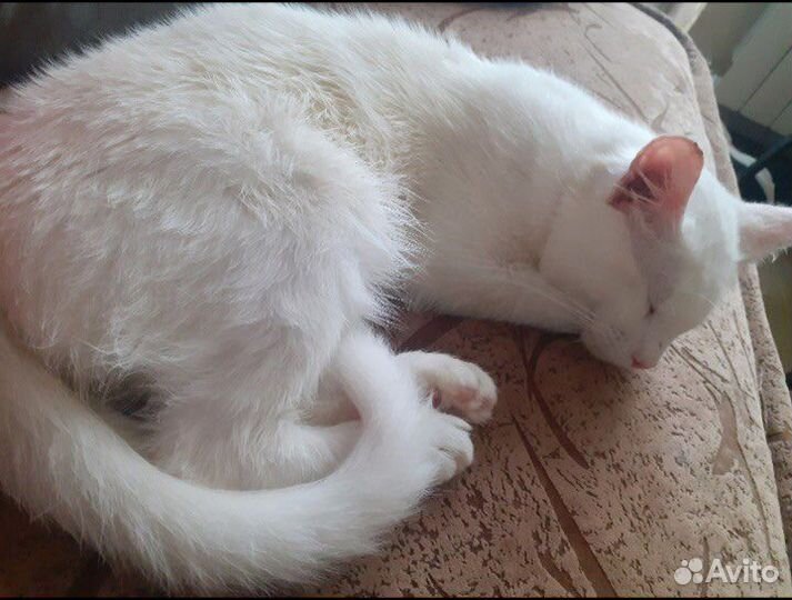 Слепой котик Барсик