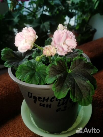 Пеларгония герань сортовая