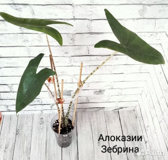 Алоказии