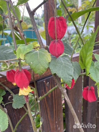 Абутилон ампельный в Сочи зимует 250