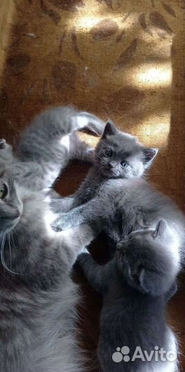 Шотландская вислоухая кошка бесплатно