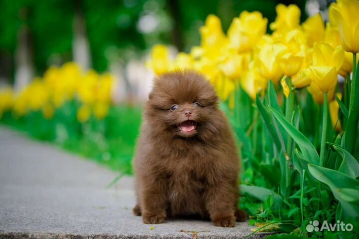 Померанский шпиц