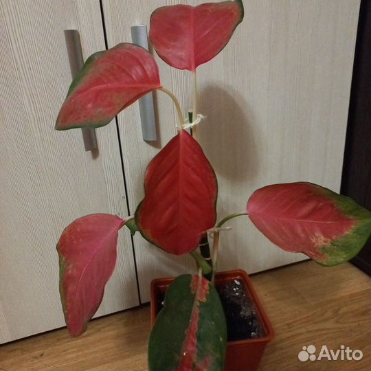 Аглаонемы