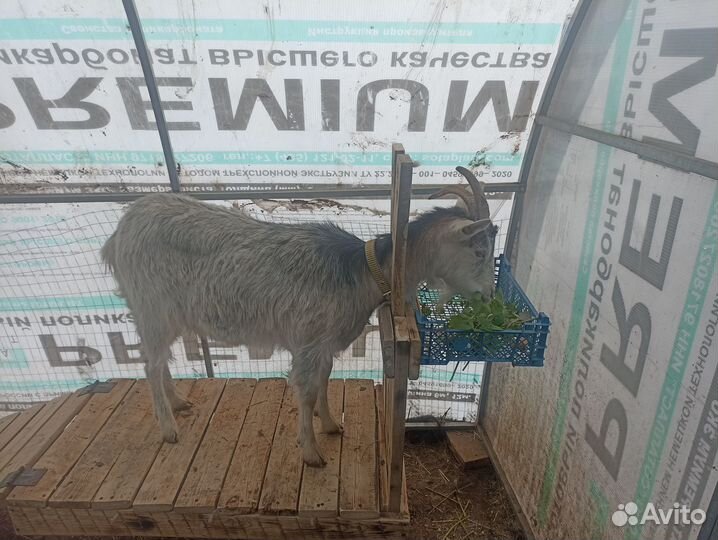 Станок для дойки коз