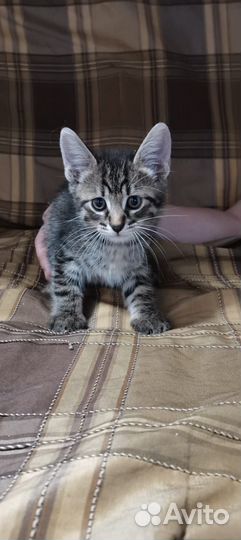 Метис Мейн-кун