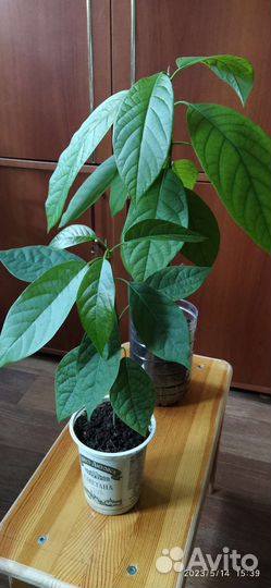 Авокадо деревце