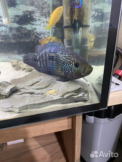 Рыба пчелка