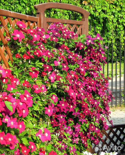 Клематис Руж Кардинал 2л горшок и др.сорта