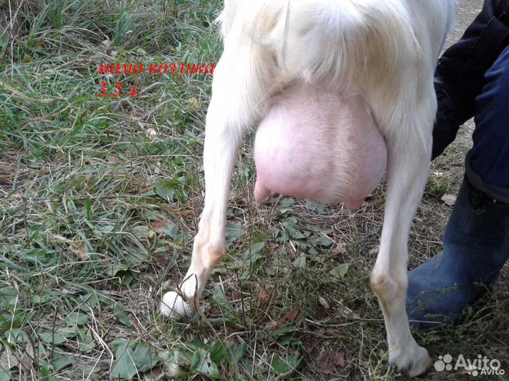 Козлики и козочки на продажу