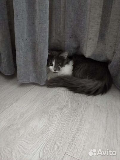 Милая девочка в добрые руки 7 мес