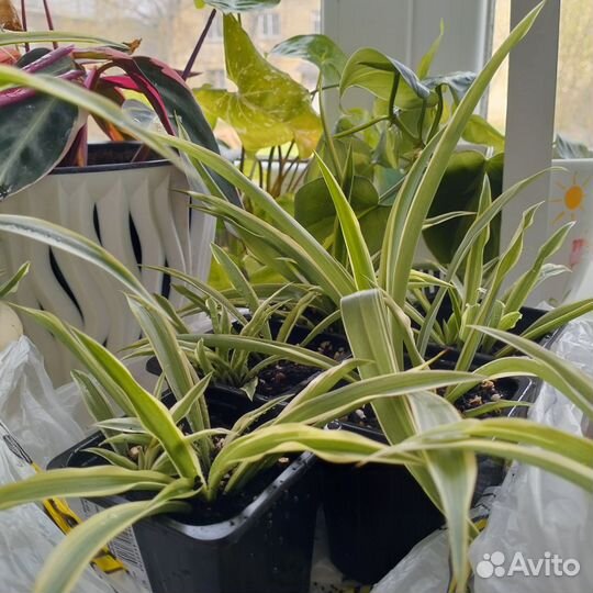 Хлорофитум