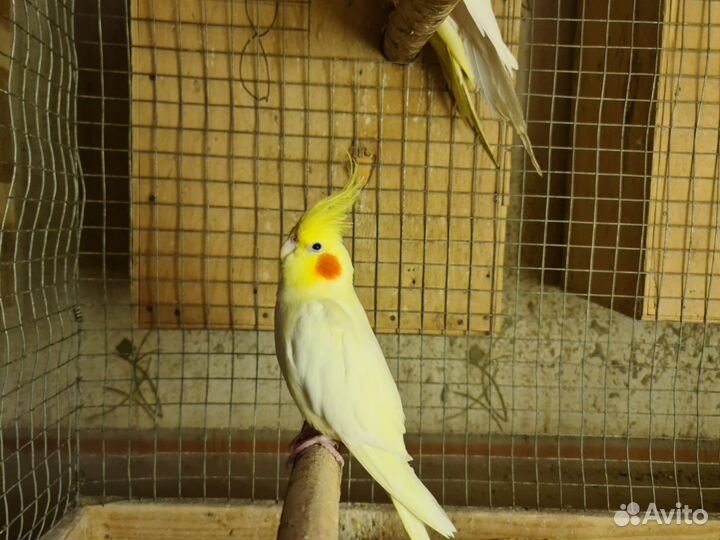 Попугай карелла