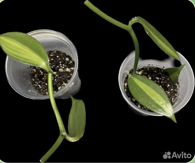 Орхидея Ваниль вариегатная