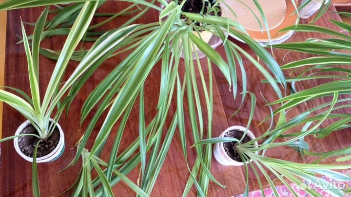 Хлорофитум