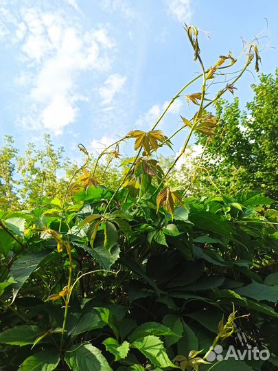 Мята, мелисса, виноград дикий