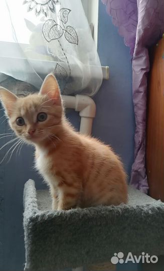 Кошечка 3 месяца, очень игривая