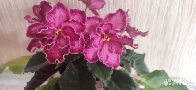 Сортовые фиалки