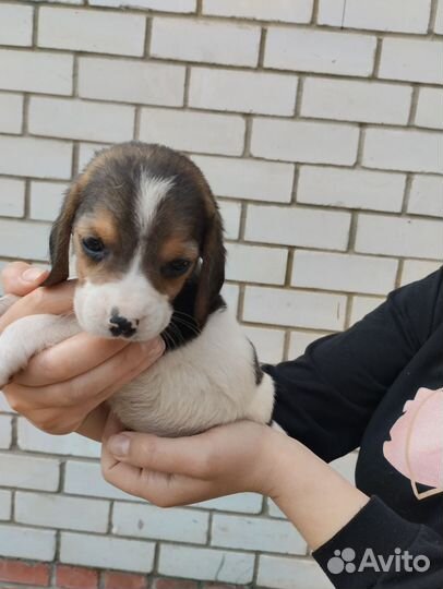 Щенки Бигль