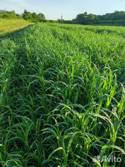 Сенокос на корню. Травостой