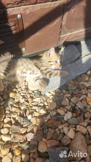 Прелестные котята