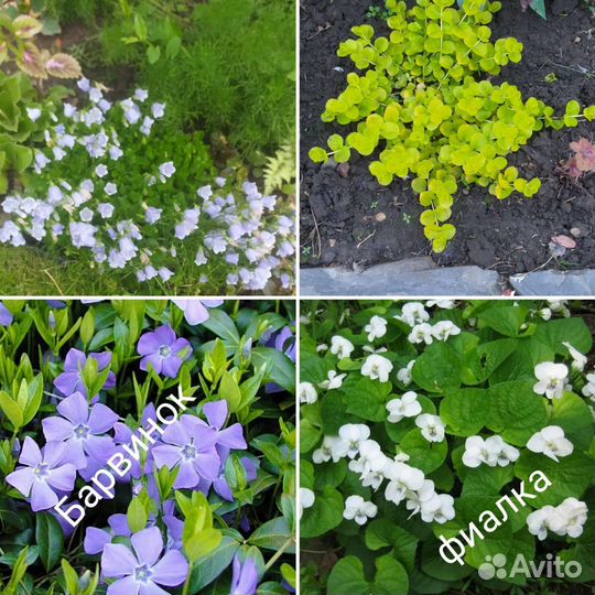 Многолетники