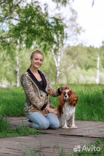 Предлагается К вязке Кавалер Кинг Чарльз Спаниель