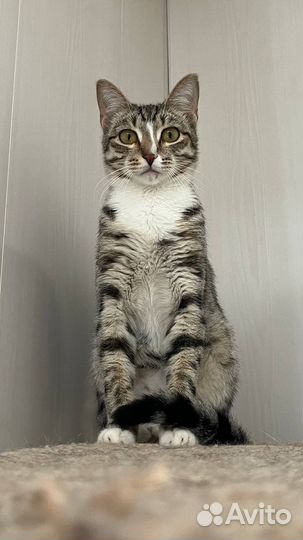 Кошки бесплатно