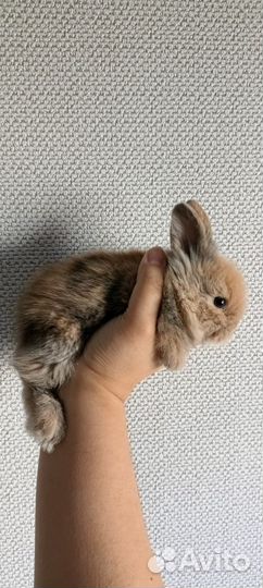 Продам декоративных кроликов