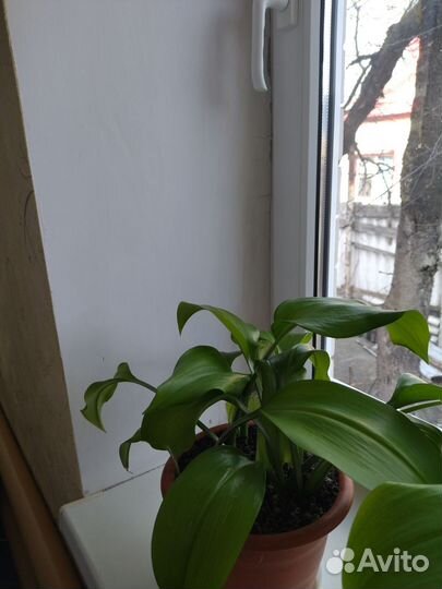 Комнатные цветы