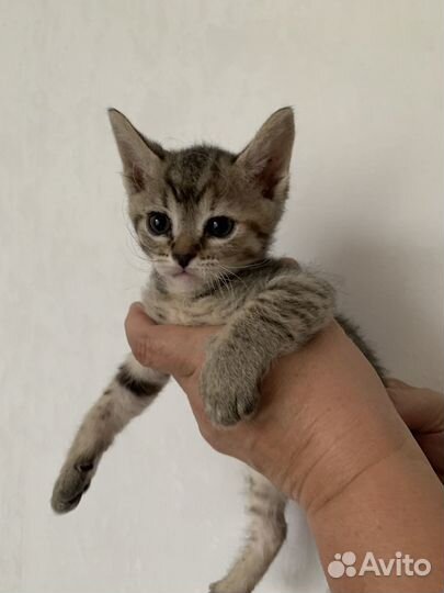 Котята в добрые руки, даром, 1,5 месяца