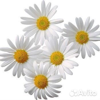 Цветки подсолнуха, ромашки и акации