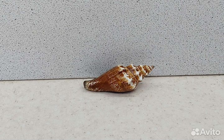 Стромбус Урсус 5,3 морская ракушка раковина