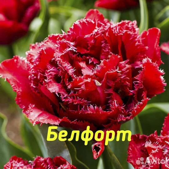 Чудо-тюльпаны