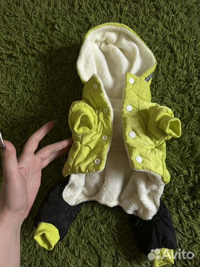 Одежда для собак мелких пород